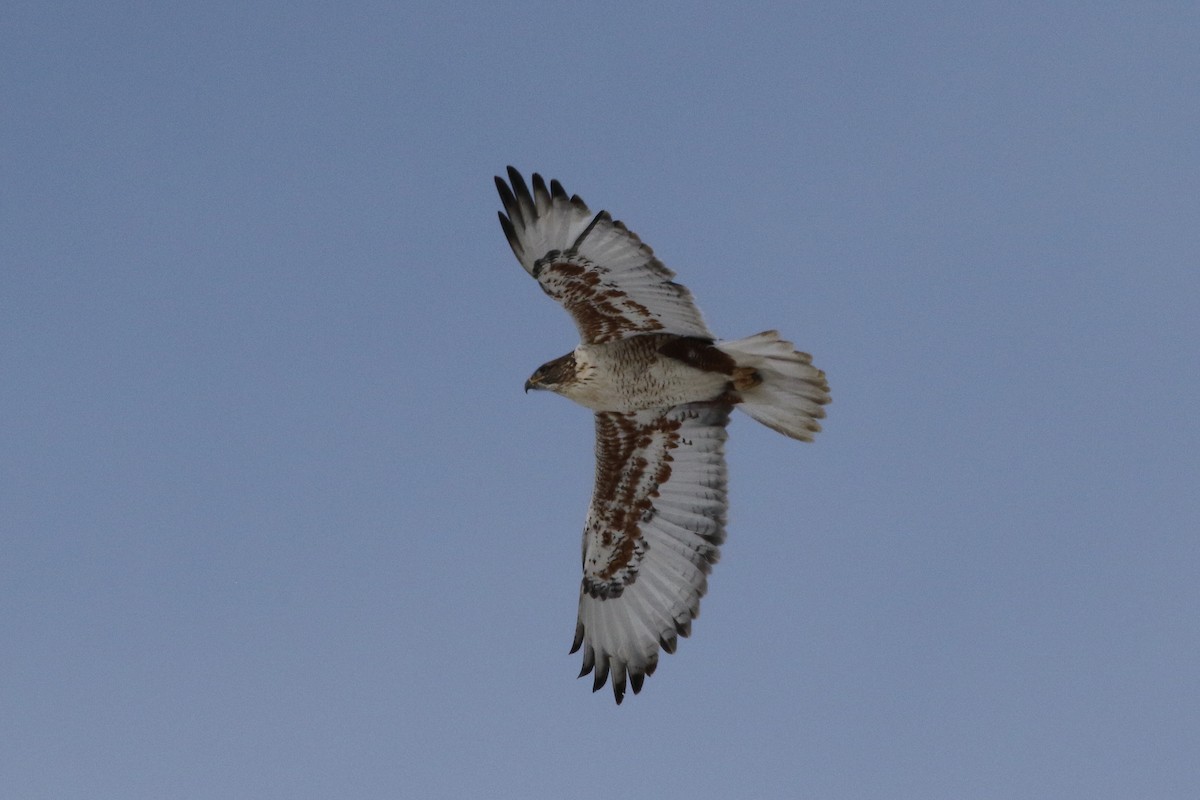 Ferruginous Hawk - Mark Chavez