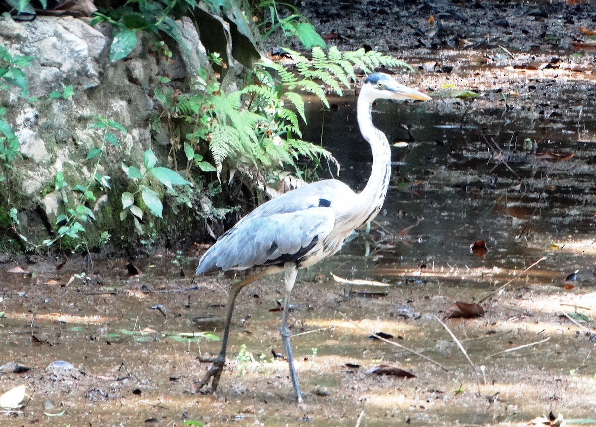 Garza Cuca - ML139495921