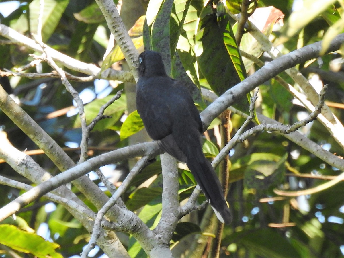 Black-headed Trogon - Don Hoppe