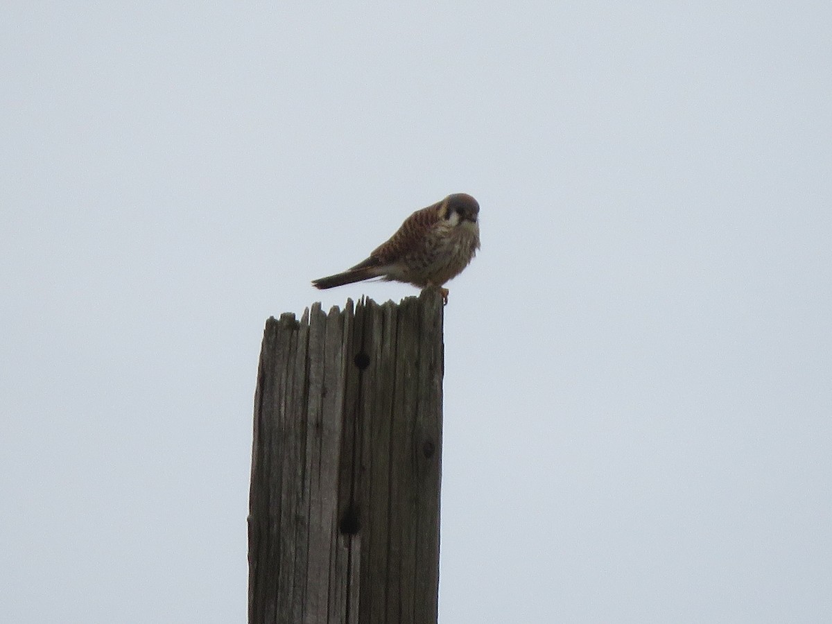 American Kestrel - Anonymous