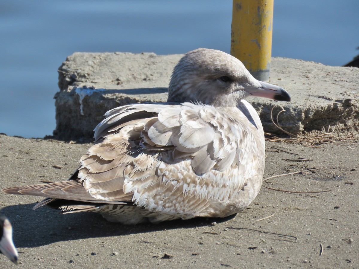 gråmåke (smithsonianus) (amerikagråmåke) - ML139498671