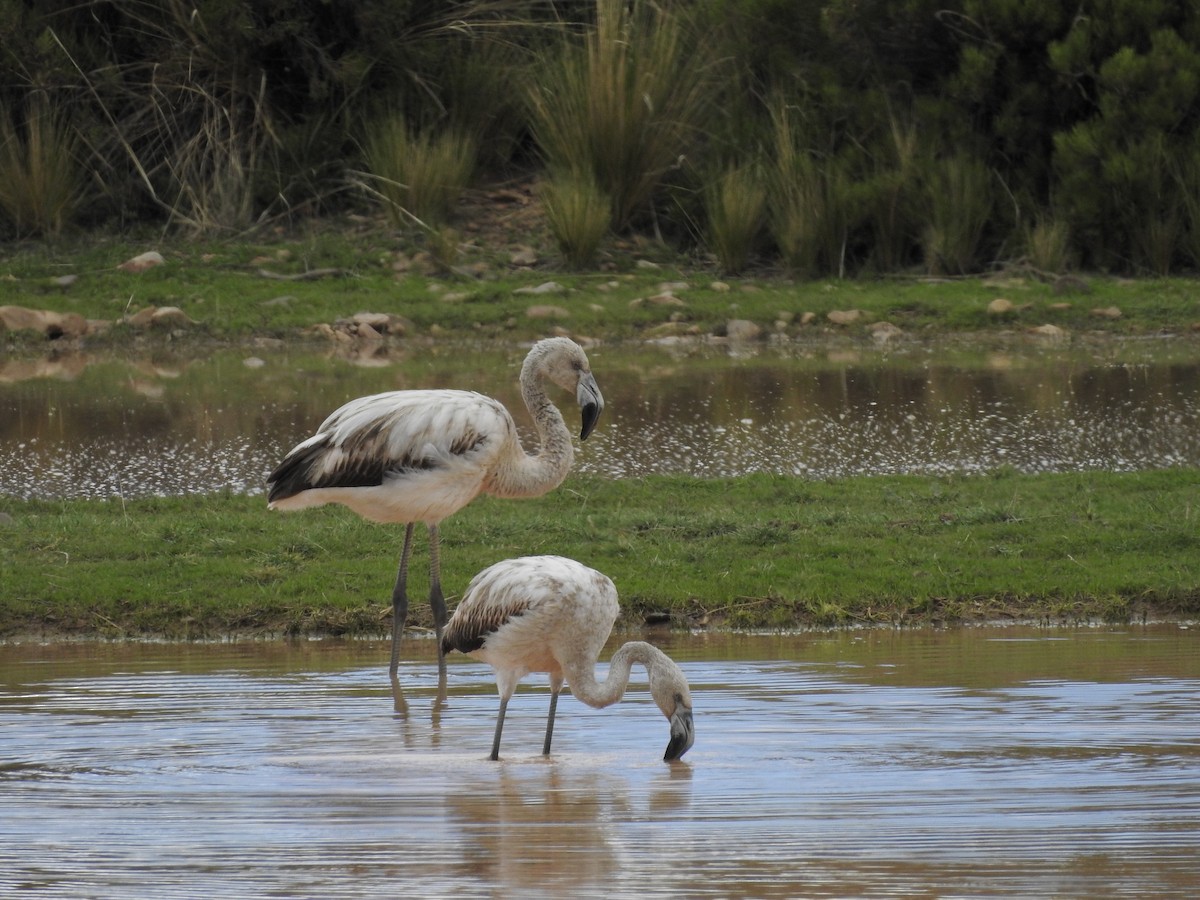 Chilean Flamingo - Daniel Lane