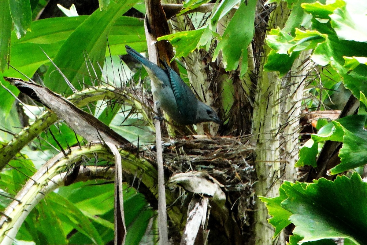 Sayaca Tanager - ML139500641