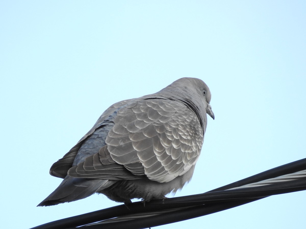 Spot-winged Pigeon - Daniel Lane