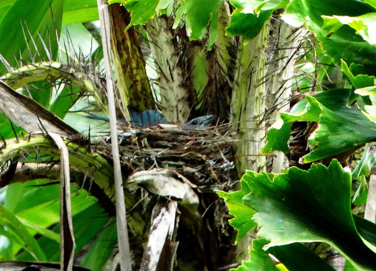 Sayaca Tanager - ML139500771