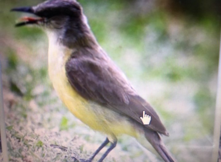 Cattle Tyrant - ML139500941