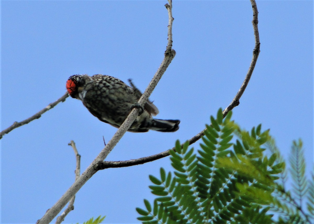 White-wedged Piculet - ML139501481