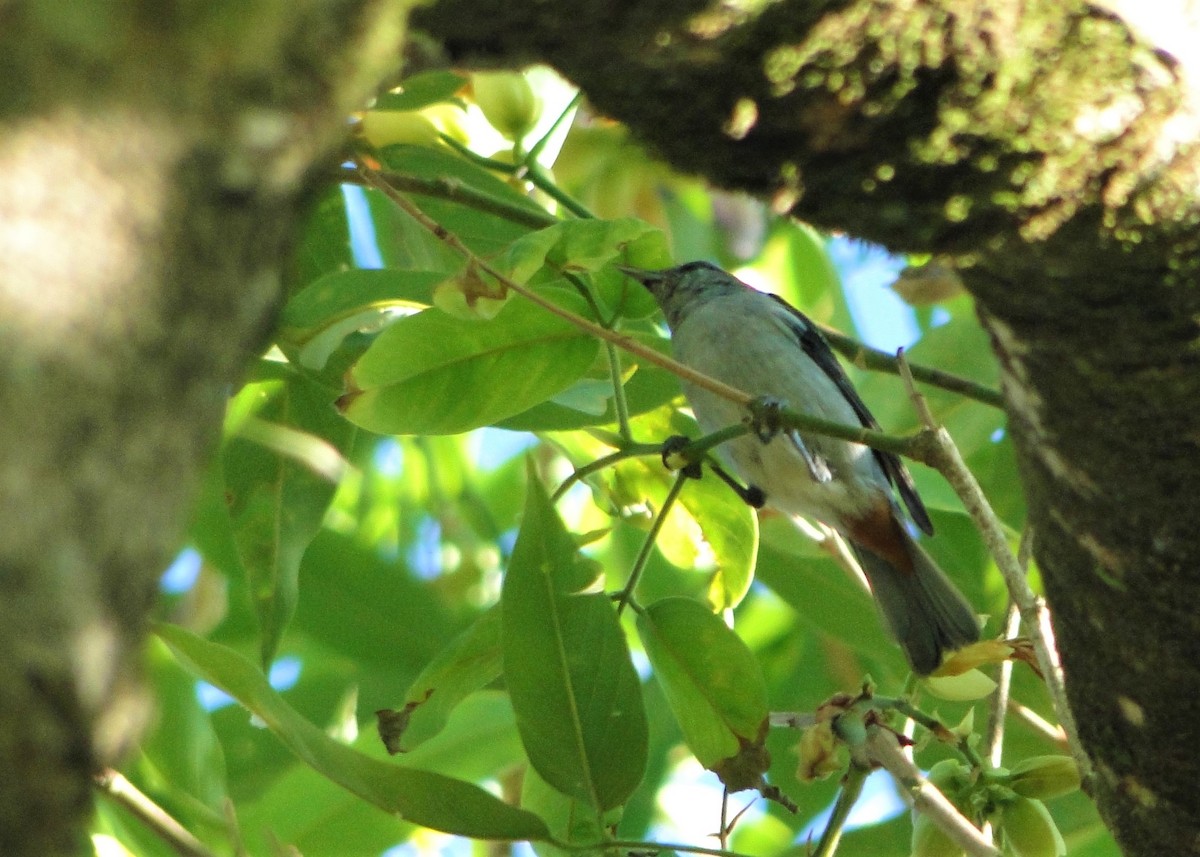 Chestnut-vented Conebill - ML139501731