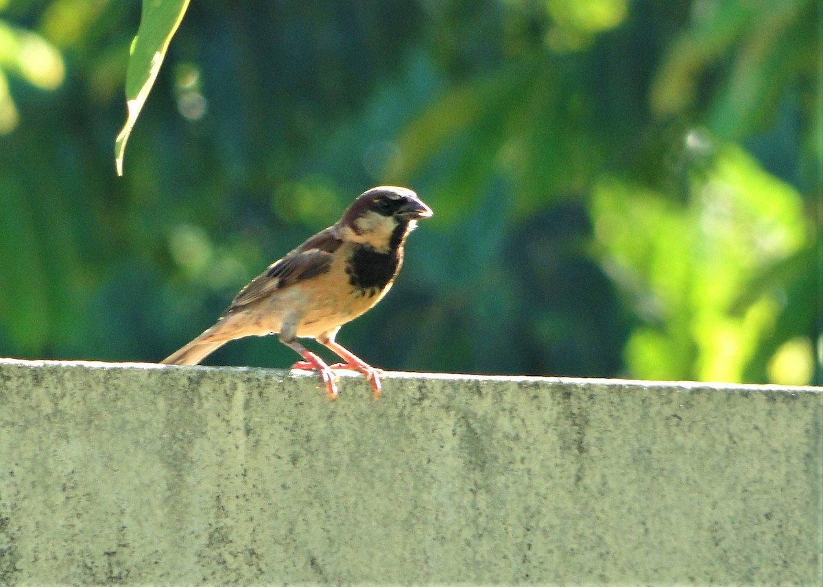 House Sparrow - ML139501741