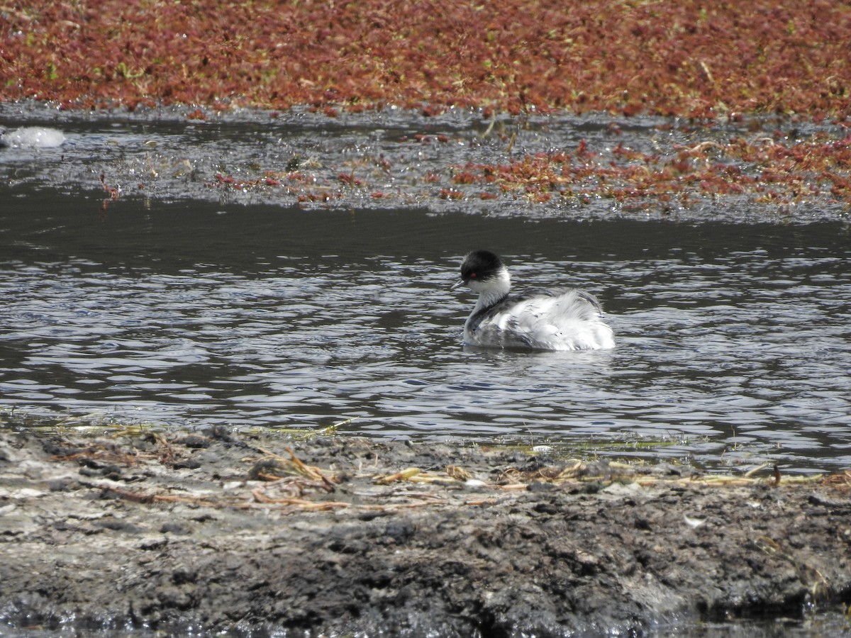 Silvery Grebe (Andean) - Daniel Lane