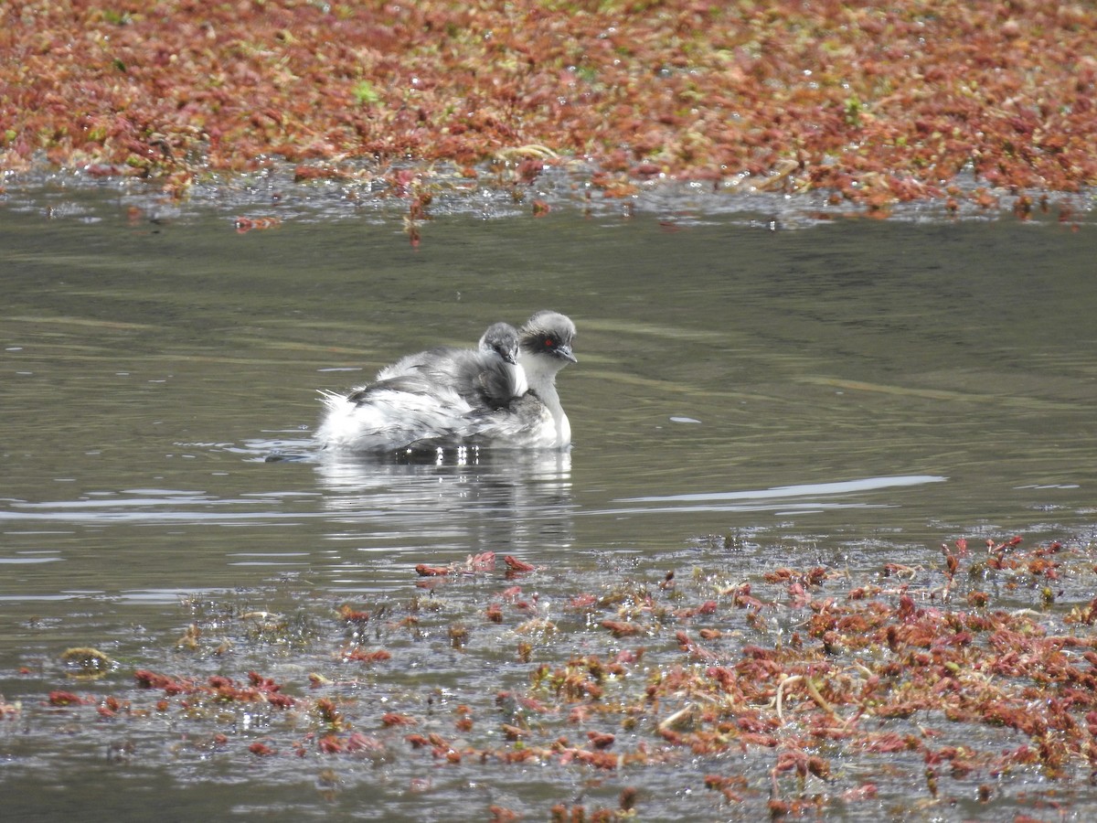 Silvery Grebe (Andean) - Daniel Lane