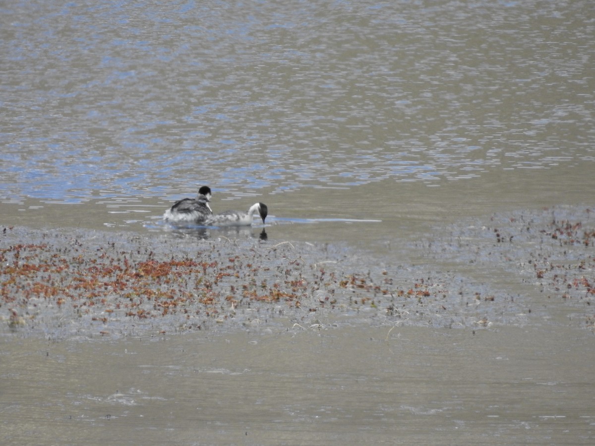 Silvery Grebe (Andean) - ML139501841