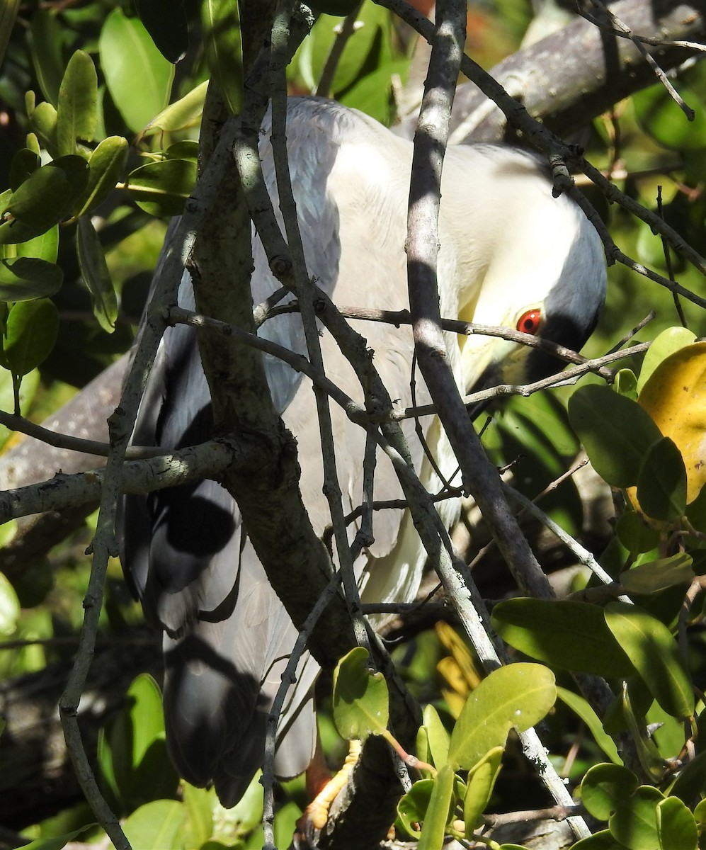 Black-crowned Night Heron (American) - JoAnne Russo