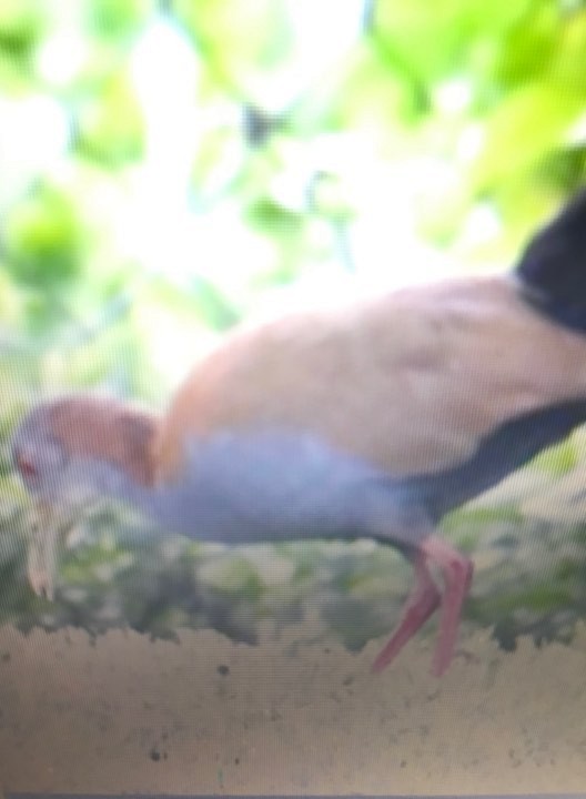 chřástal sarakura - ML139502431