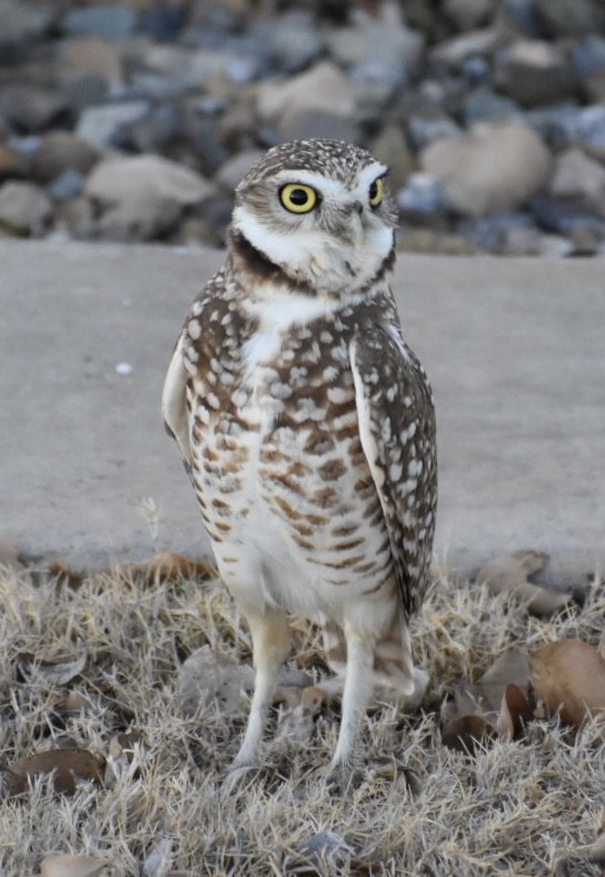Burrowing Owl - ML139502461