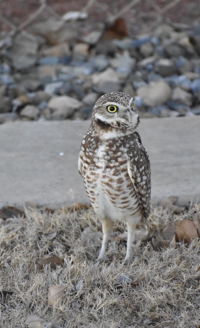 Burrowing Owl - ML139502471