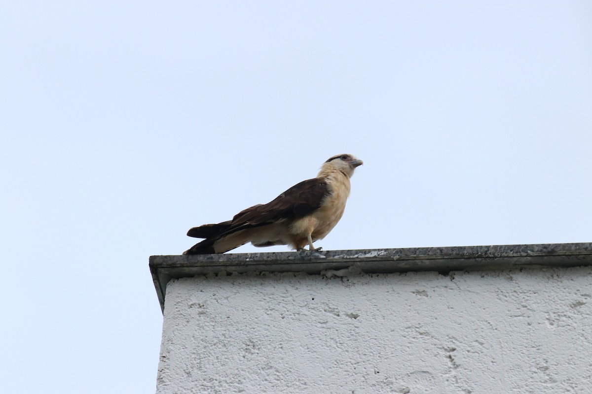 čimango žlutavý - ML139502951