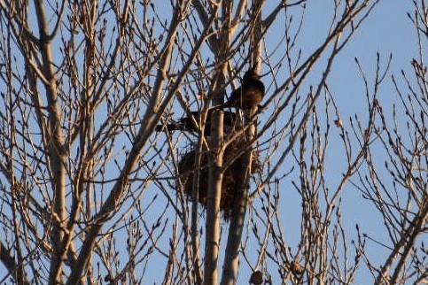 Great-tailed Grackle - ML139502991