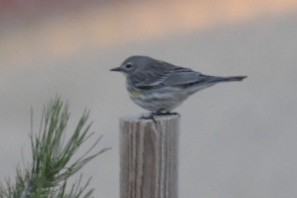 Yellow-rumped Warbler - ML139503101