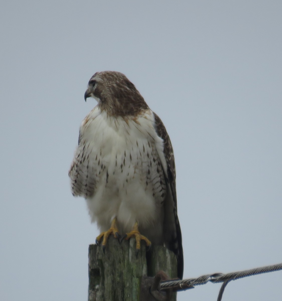 Red-tailed Hawk - ML139503151