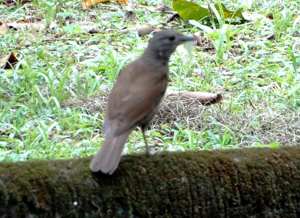 Pale-breasted Thrush - ML139503451