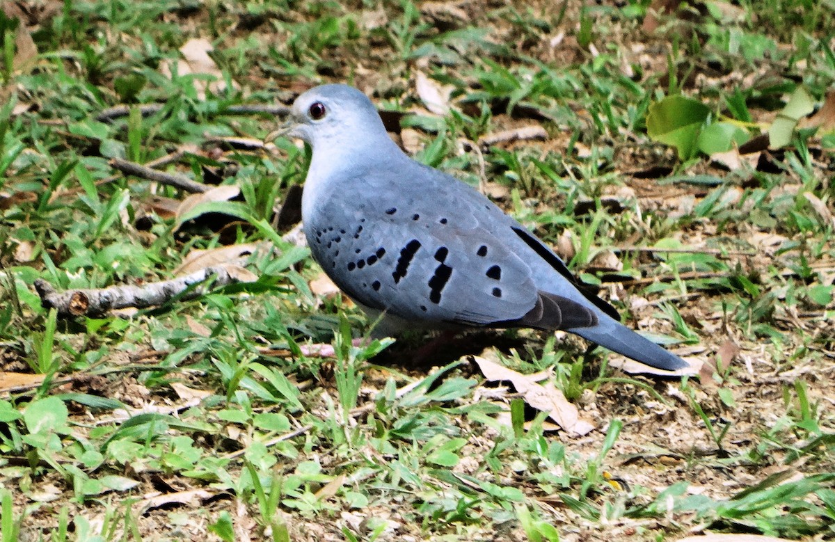 Blue Ground Dove - ML139503571