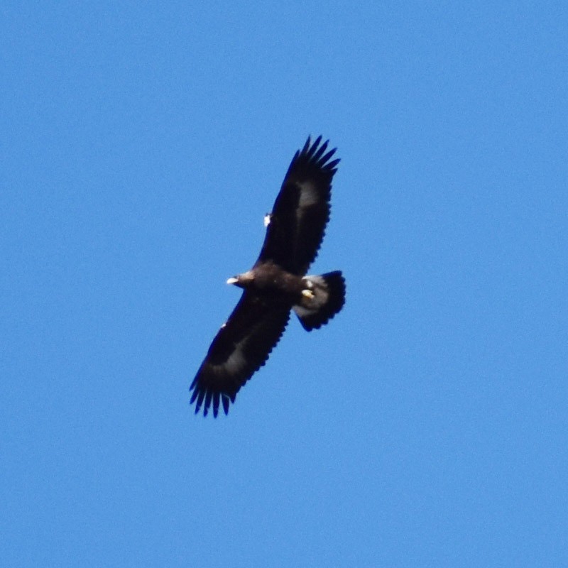 Golden Eagle - ML139504721