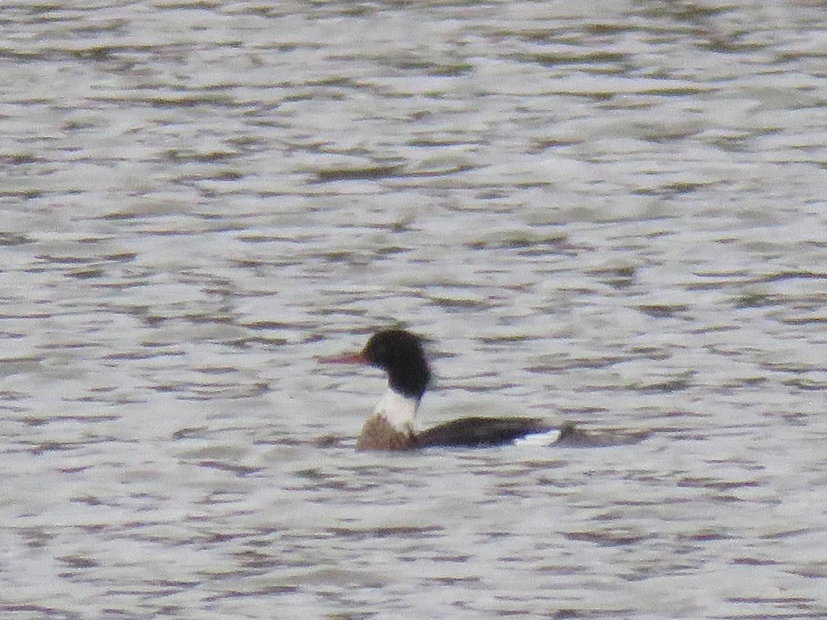 Red-breasted Merganser - ML139504751