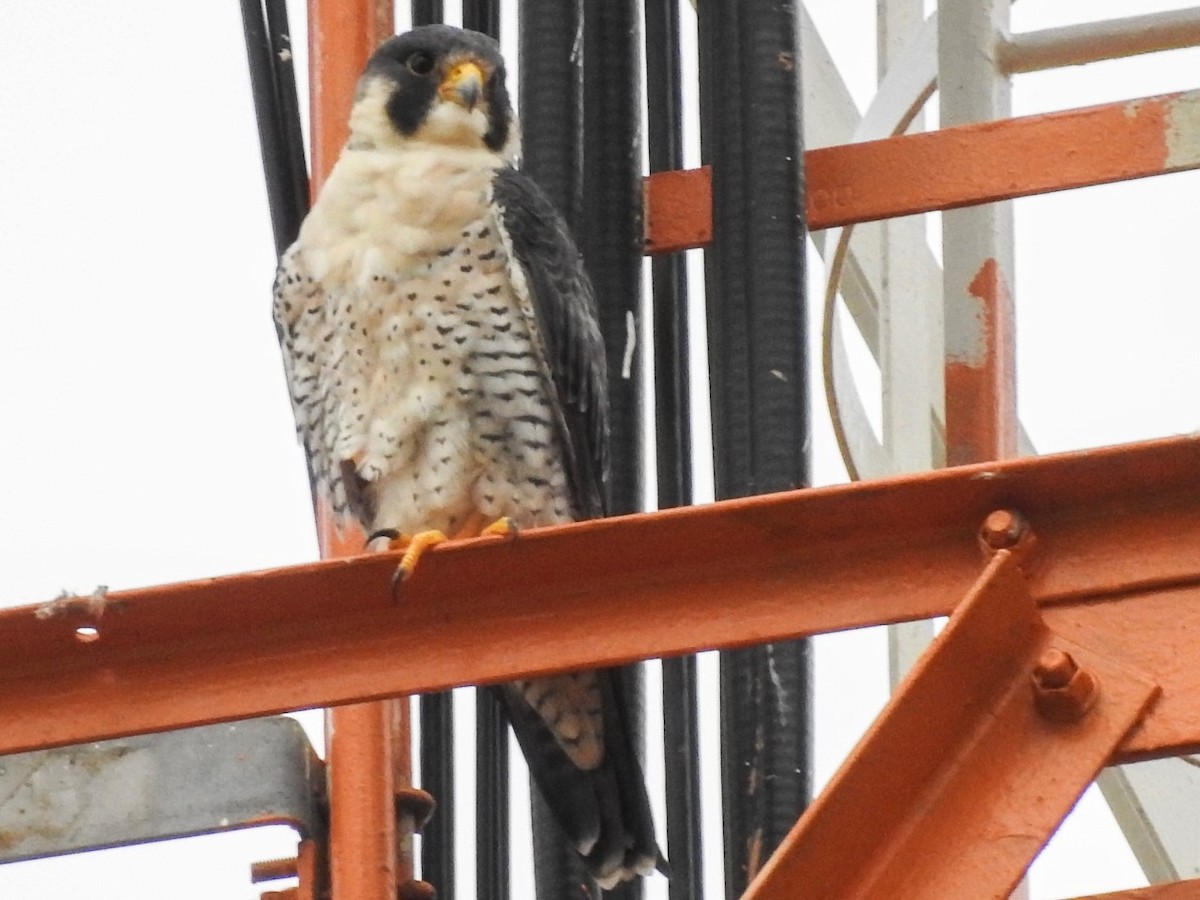 sokol stěhovavý - ML139504841