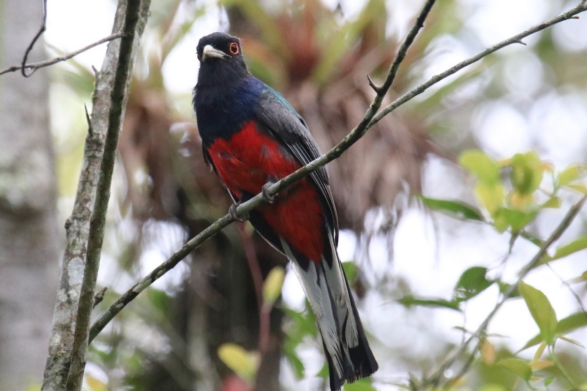 trogon surucua - ML139505411