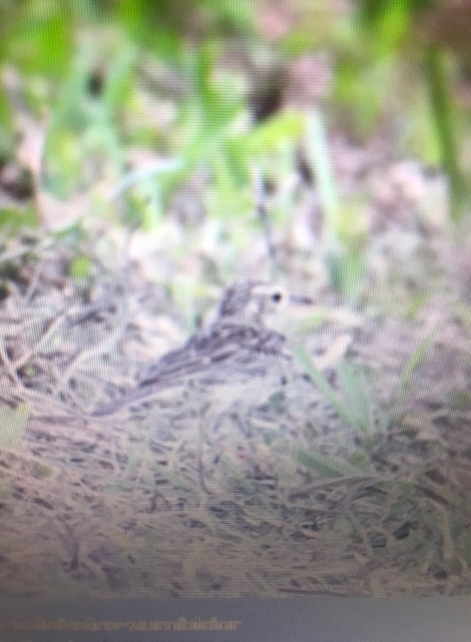 linduška savanová - ML139506041