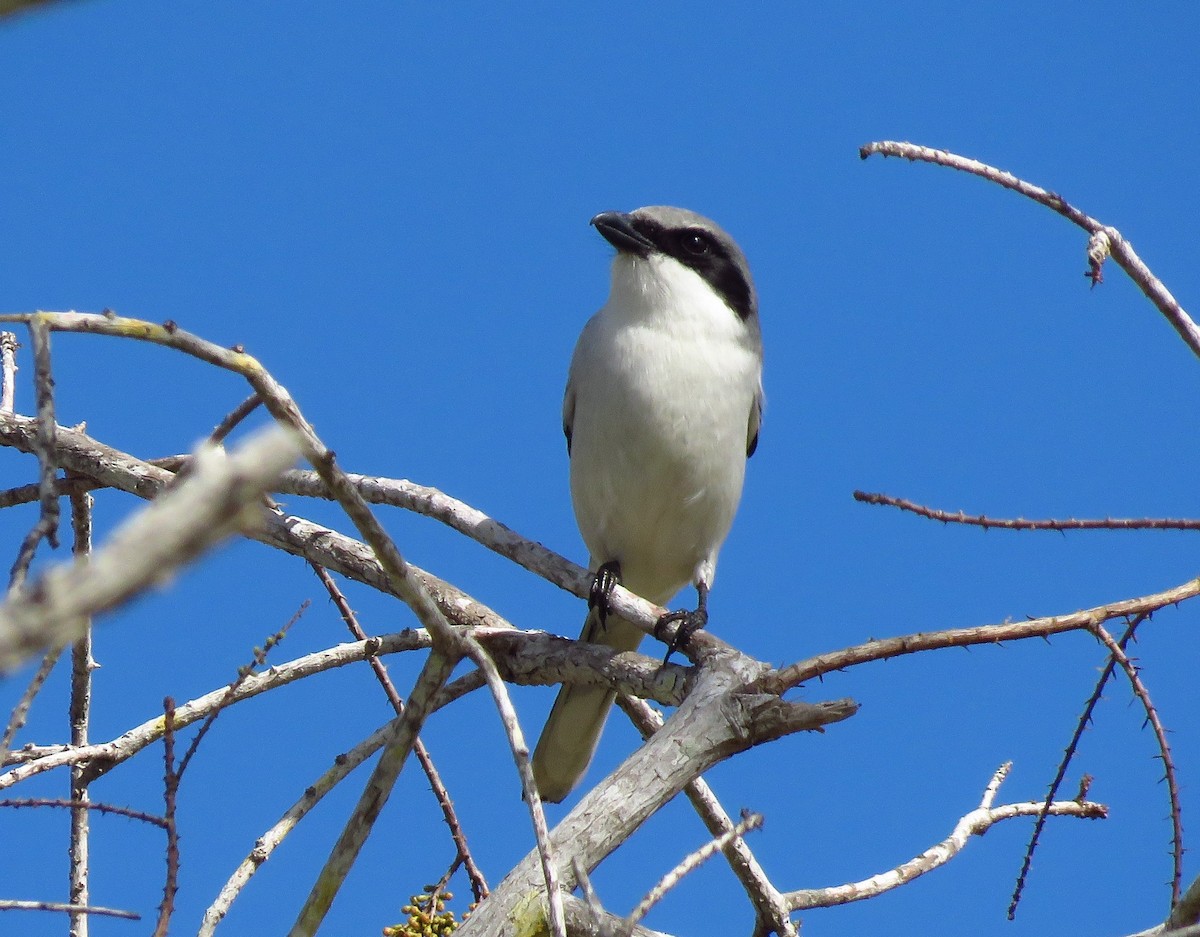 Loggerhead Shrike - ML139506611