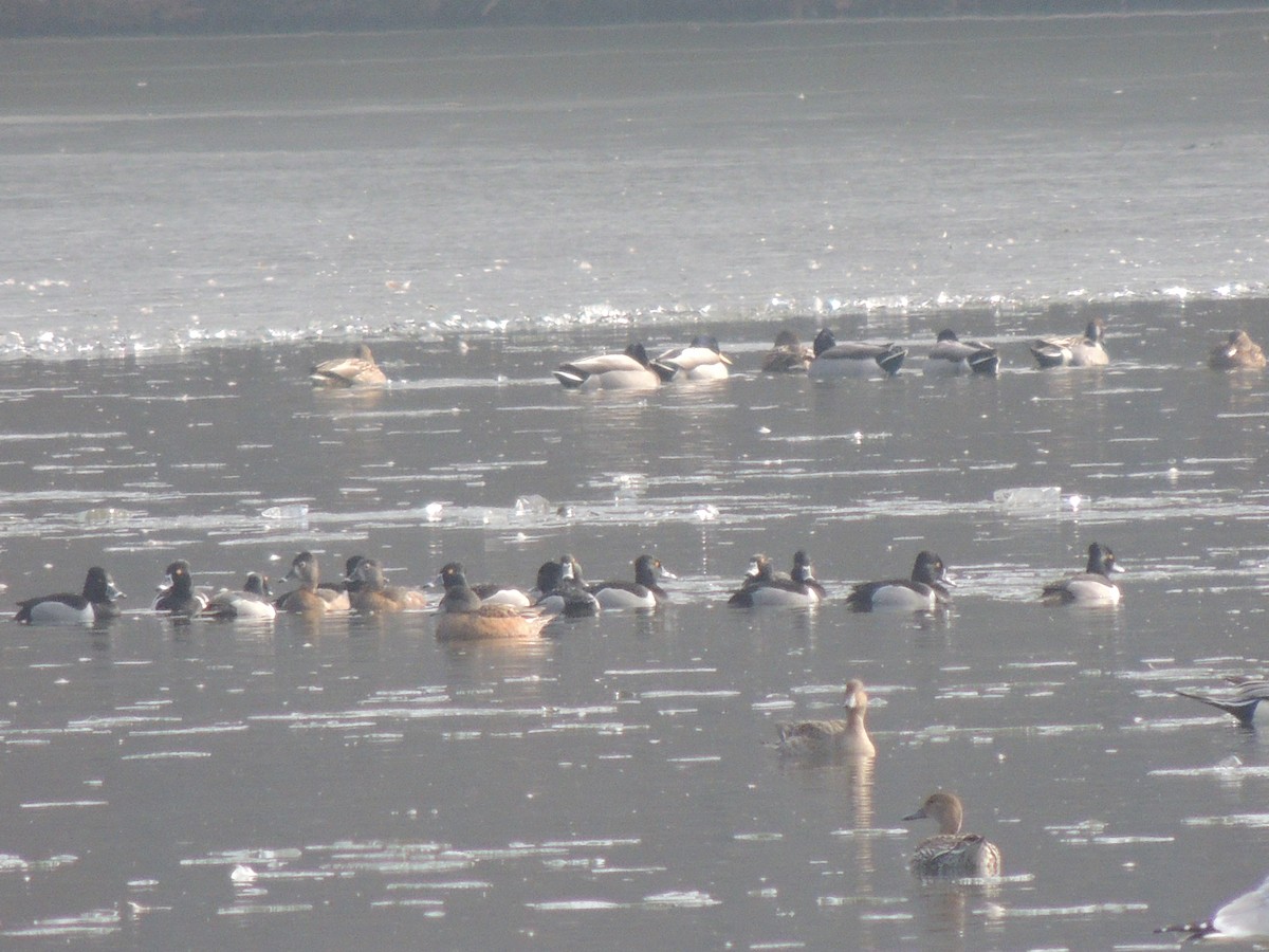 Ring-necked Duck - ML139508071