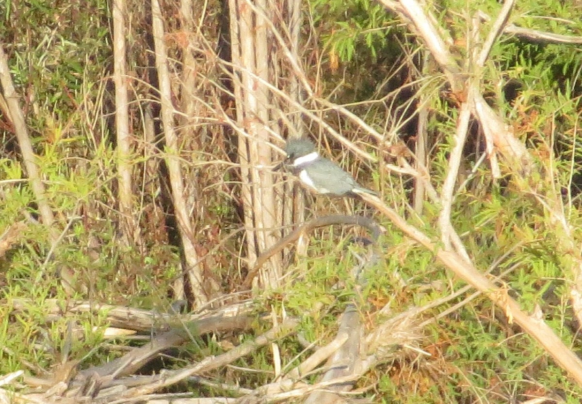 Belted Kingfisher - ML139508511