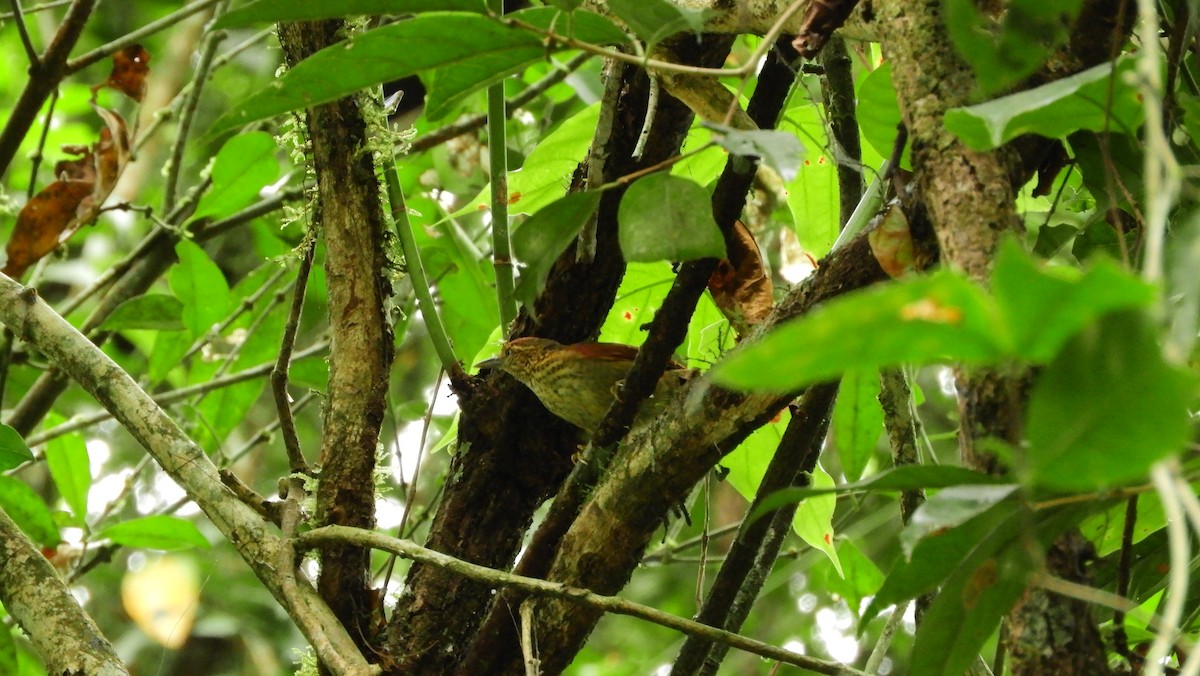 Speckled Spinetail - ML139508581