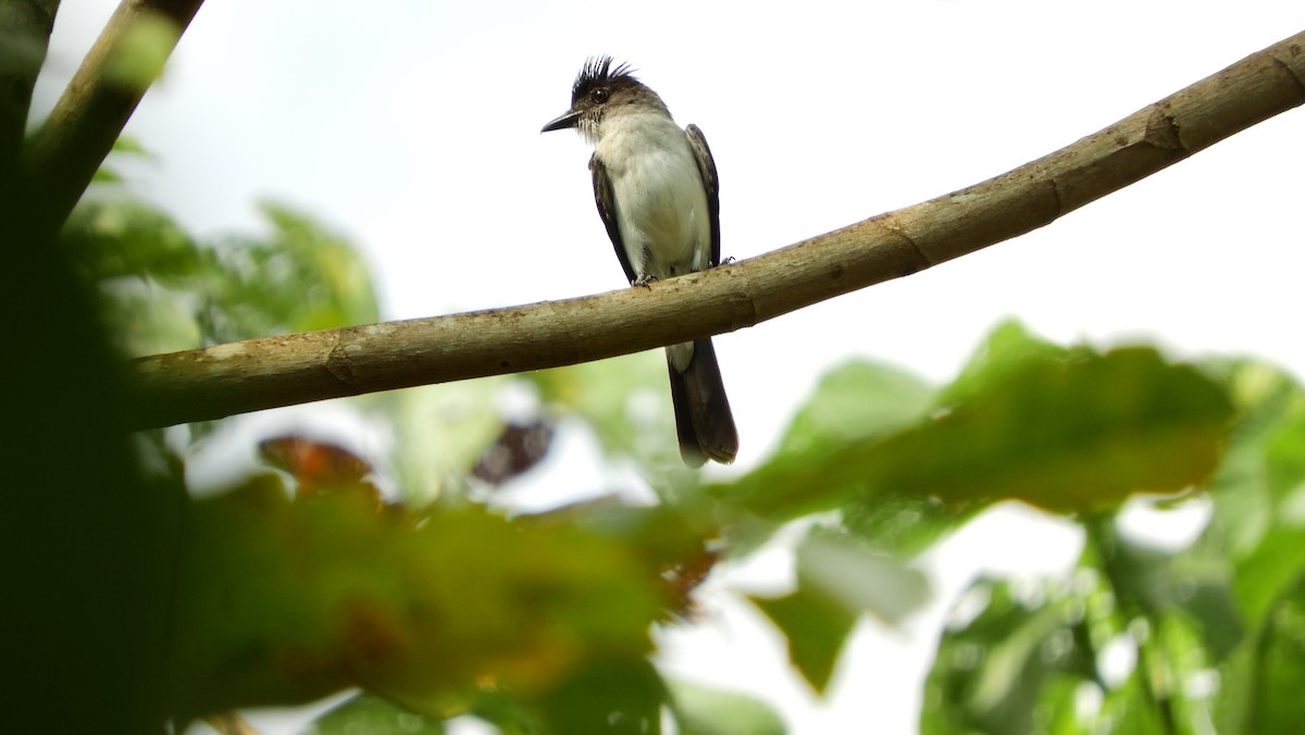 White-rumped Sirystes - Jorge Muñoz García   CAQUETA BIRDING