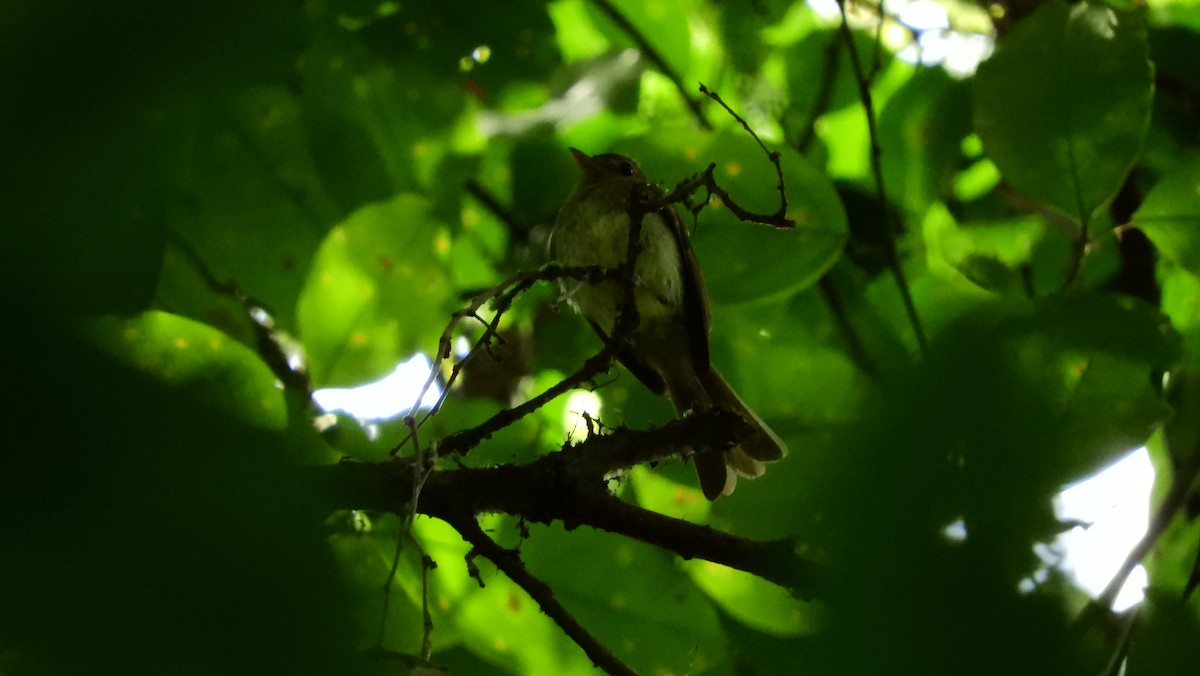 Yellow-crowned Elaenia - ML139509401