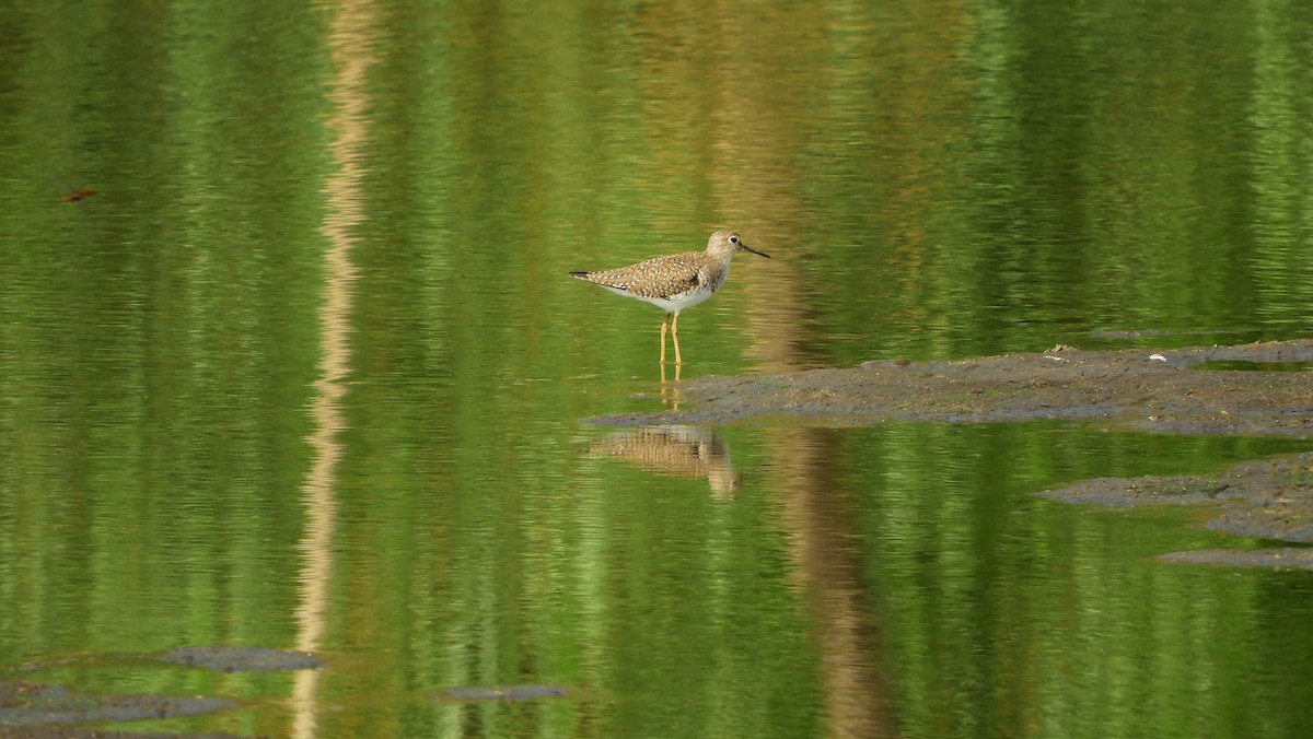 Solitary Sandpiper - ML139509821