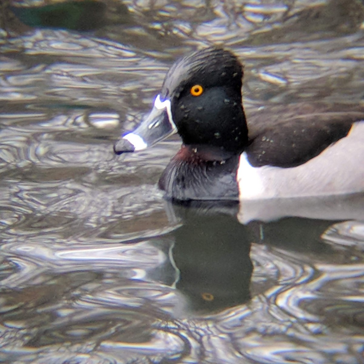 Ring-necked Duck - ML139510211