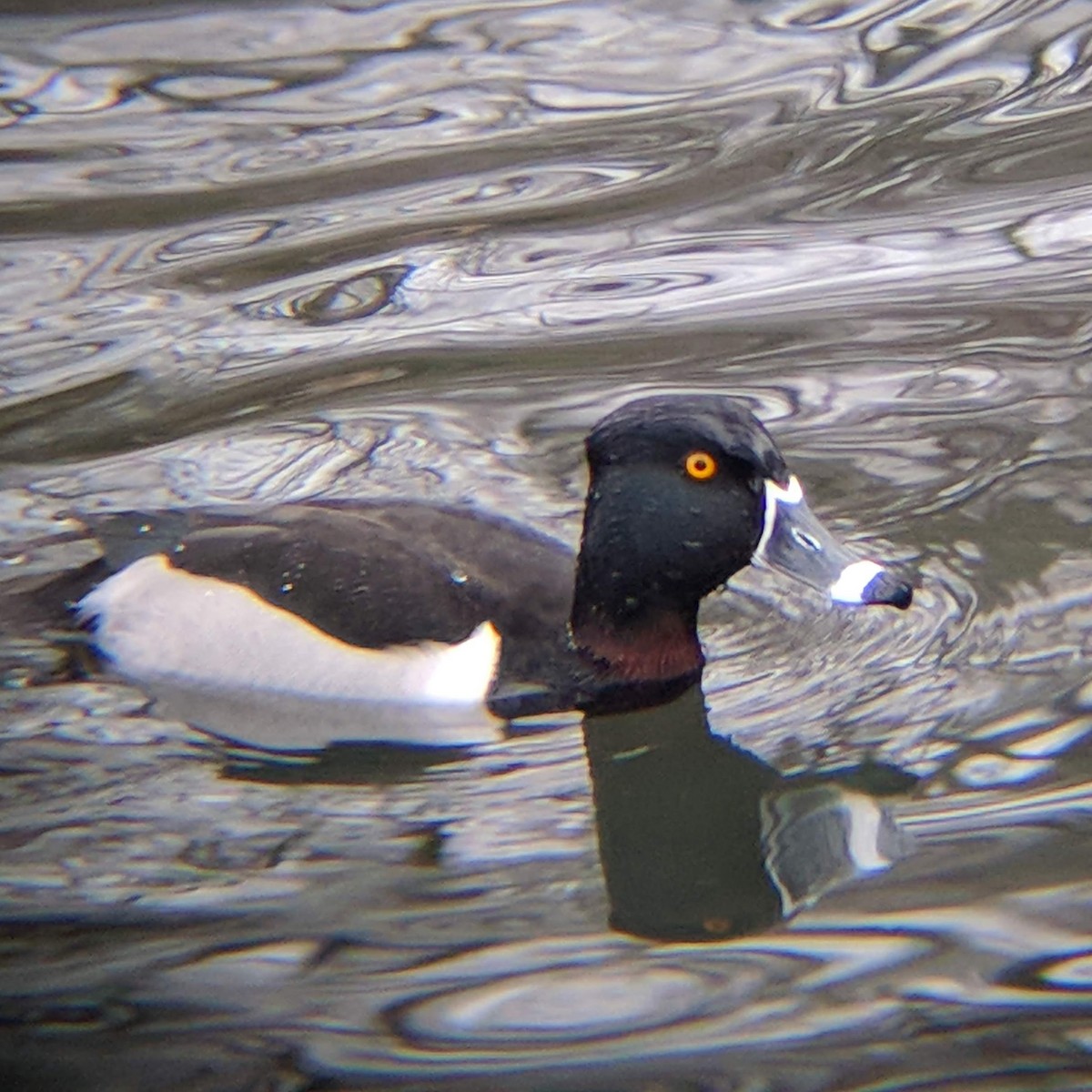 Ring-necked Duck - ML139510241