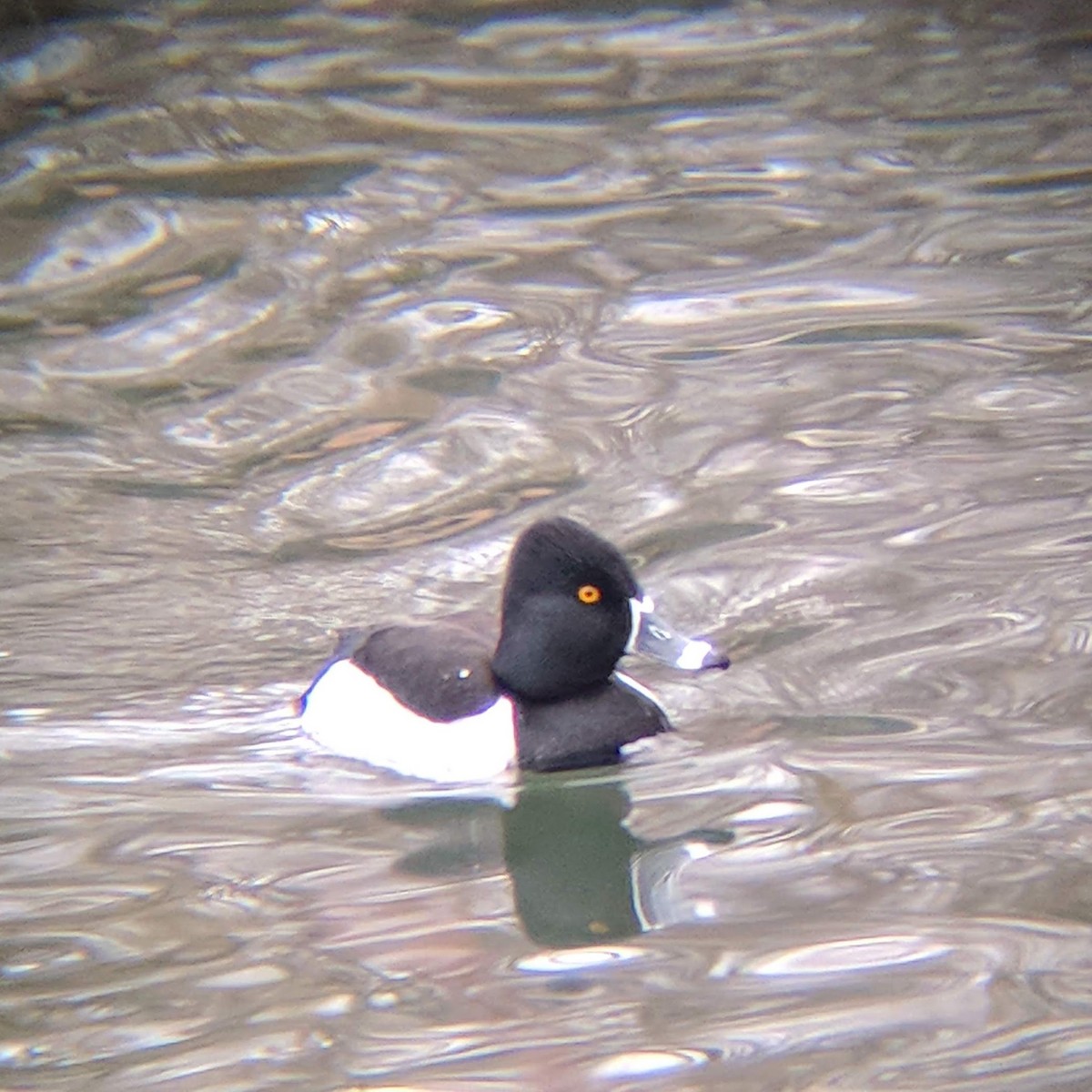 Ring-necked Duck - ML139510281