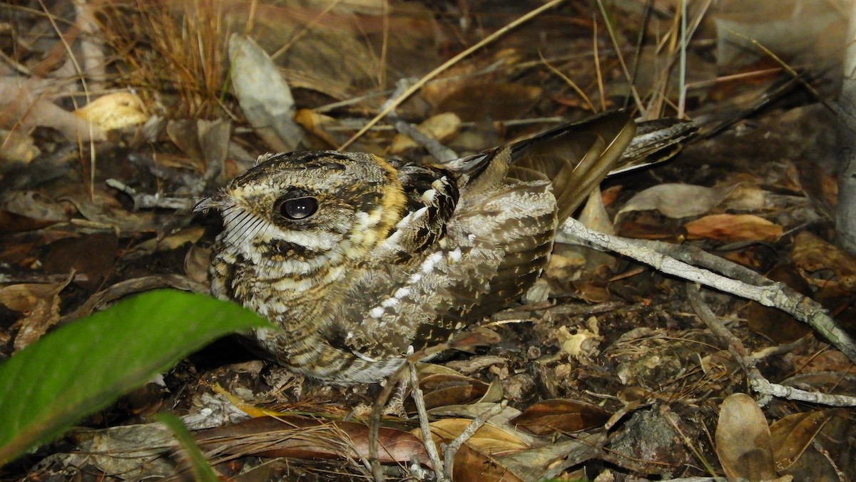 White-tailed Nightjar - ML139510771