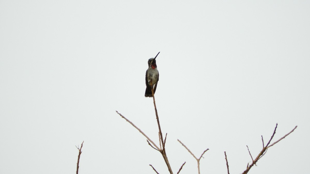 Long-billed Starthroat - ML139510781