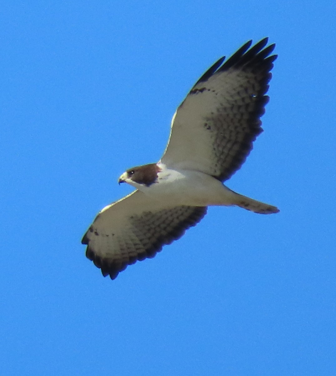 Short-tailed Hawk - ML139511341