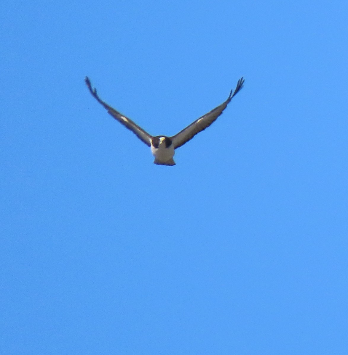 Short-tailed Hawk - ML139511451