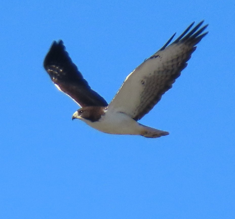 Short-tailed Hawk - ML139511591