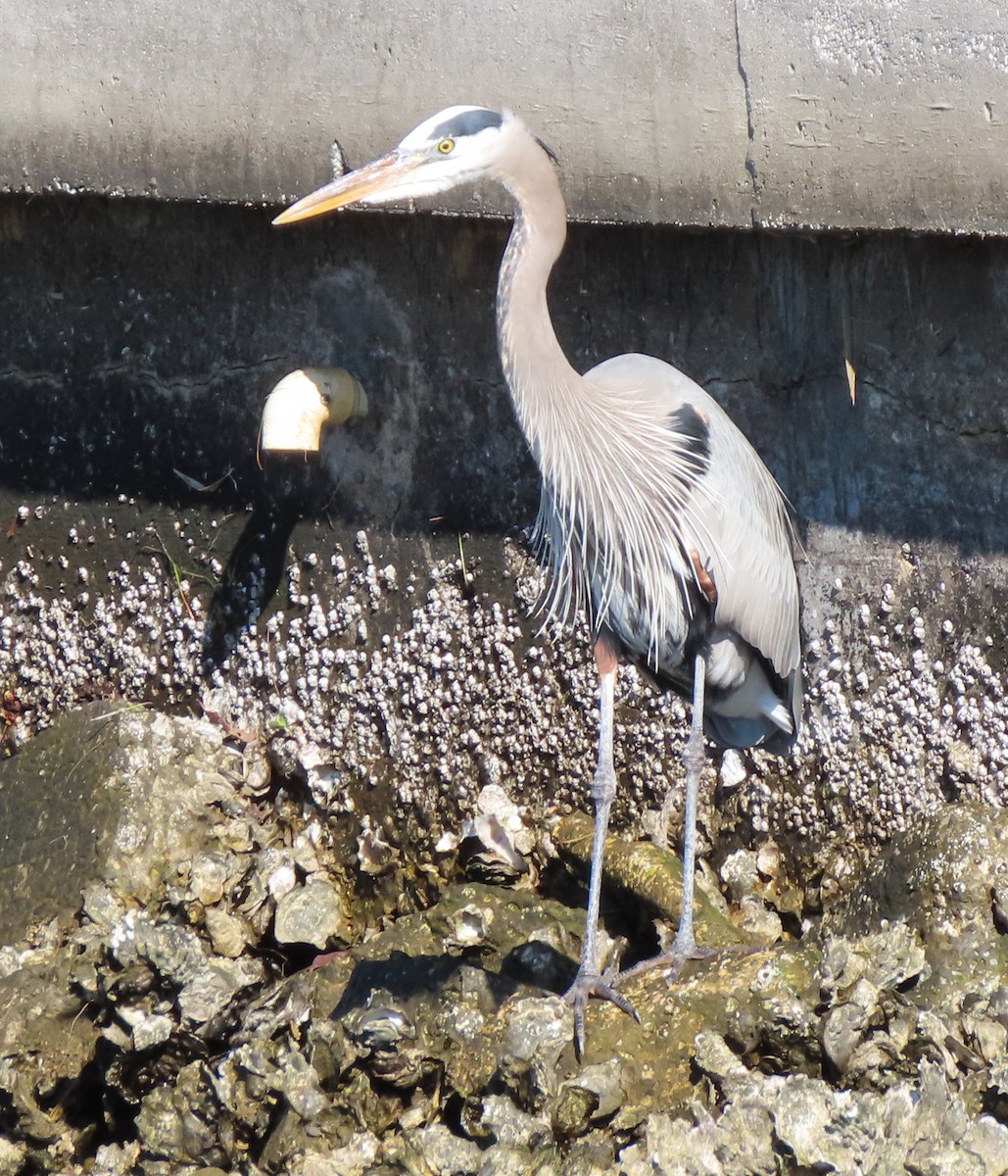 Great Blue Heron (Great Blue) - ML139511871
