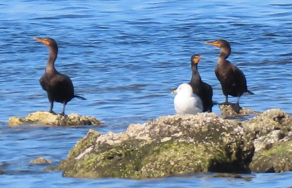 Double-crested Cormorant - ML139512071
