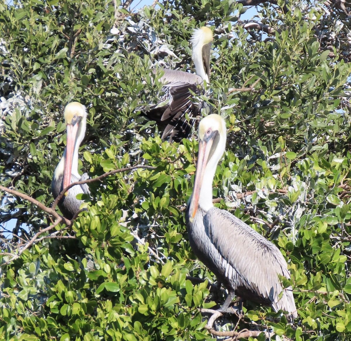 Brown Pelican - ML139512481