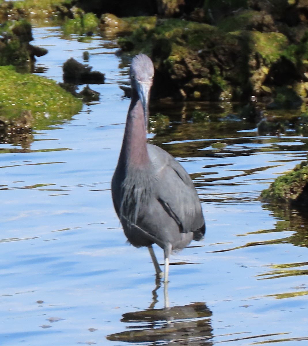 Little Blue Heron - ML139513111